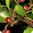 Haematococcus Pluvialis