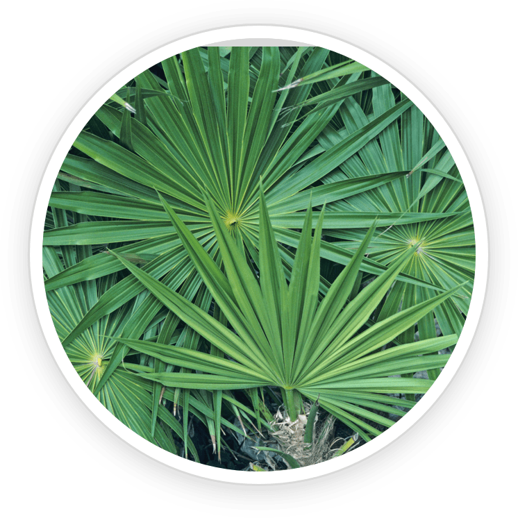 Amla Extract